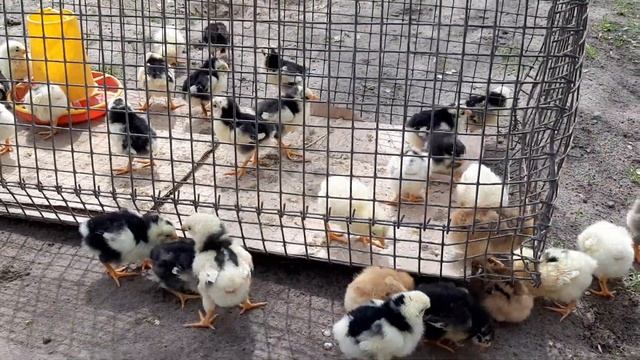 Подкинула цыплят из инкубатора курице. смотреть онлайн