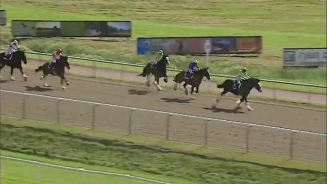 Shire Horse Racing!
