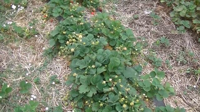 Клубника Крапо 10 в открытом грунте. смотреть онлайн