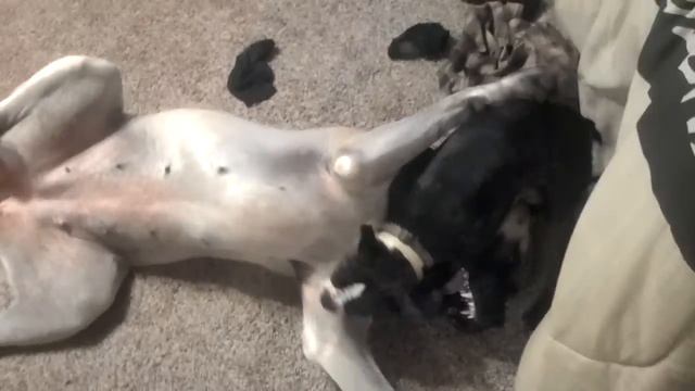 Boston Terrier- Loki attacking English Mastiff- Thora