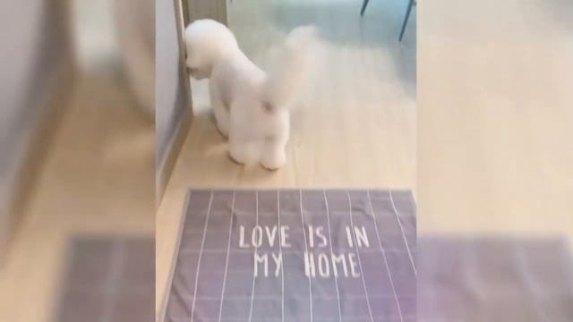 Bichon Frise - Pros and Cons of Owning a Bichon Frise - 10 Things to Know смотреть онлайн