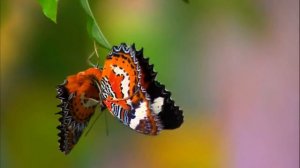 Ernesto Cortazar. Autumn Rose