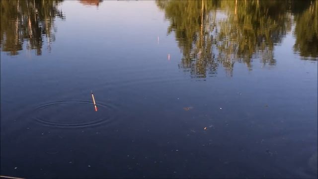 Ловля и поклевки осетра смотреть онлайн
