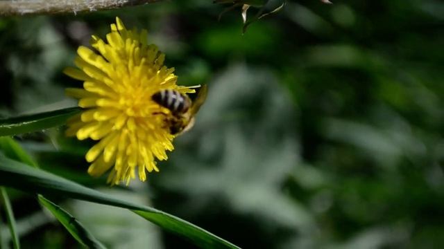 TopArtRelax: NatureVideo & NatureSounds смотреть онлайн