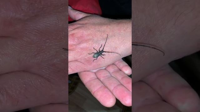 Ночные гости. Жучок. Большой дубовый усач #всочиумаши смотреть онлайн