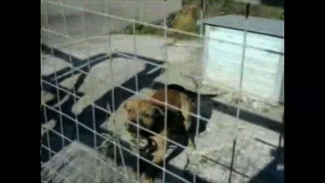 ABLIZIN'S GAME DOGS - part 7 of 7 смотреть онлайн