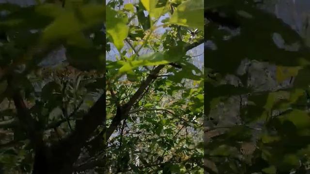 Гусеница непарный шелкопряд смотреть онлайн