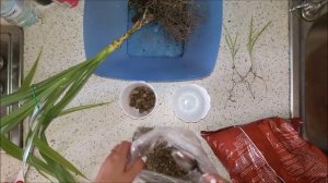 Панданус. Пересадка и отделение деток.