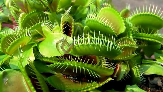 10 САМЫХ ОПАСНЫХ И ЖУТКИХ РАСТЕНИЙ В МИРЕ смотреть онлайн