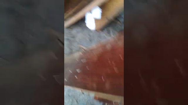 Уход за котами 14 серия:Характеры котят смотреть онлайн