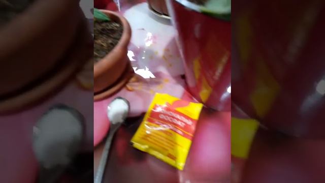 Комнатные цветы,чем удобряю.