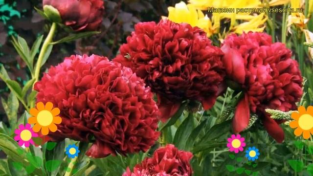 Пион молочноцветковый Ред Грейс. Краткий обзор, описание характеристик paeonia lactiflora Red Grace смотреть онлайн