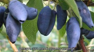 Жимолость Берель