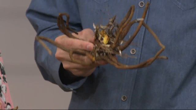 Roberta's 4-piece Majestic Foxtail Lilies on QVC смотреть онлайн