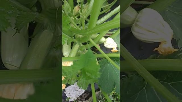 Кабачок Кавили и Ролик смотреть онлайн