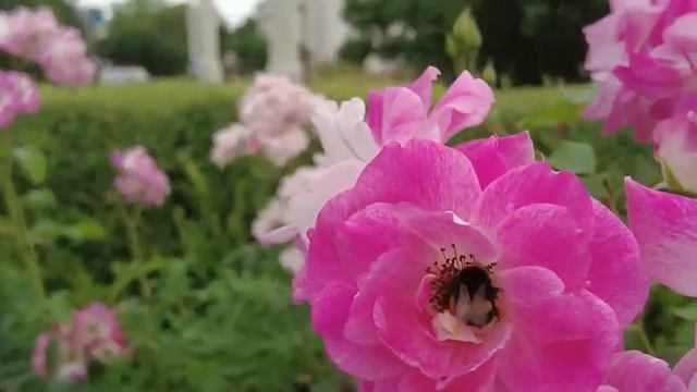 Лето \ Summer \ Lato \ Estate \ Été смотреть онлайн