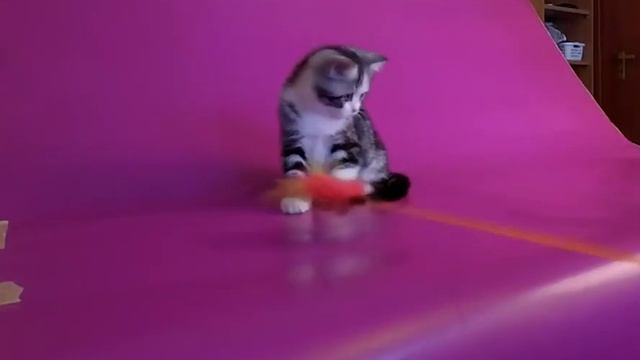 Шотландский прямоухий короткошерстный котенок (страйт). Scottish straight shorthair kitten. смотреть онлайн