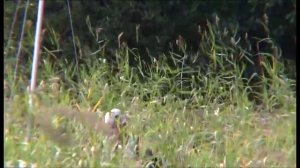 По Онежскому озеру_3