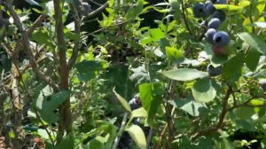 Сорт голубики Дюк. Краткий обзор плодоношения. 23.07.21