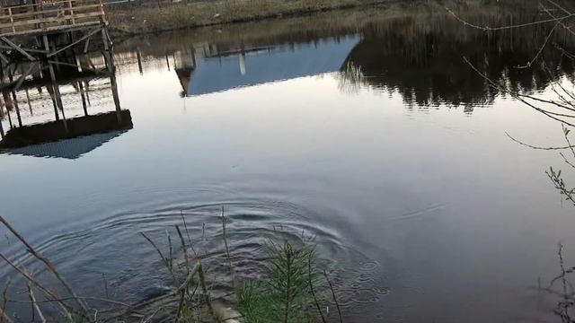 Поклевка карпа на поплавок 2017 . Поклевка карпа весной на мотыля . carp fishing смотреть онлайн