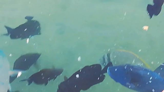 Голубая рыба с большими глазами смотреть онлайн