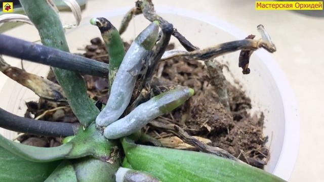 ПУЧОК КОРНЕЙ за 1 МЕСЯЦ Как РЕАНИМИРОВАТЬ ОРХИДЕЮ без КОРНЕЙ? Сделай ТАК и орхидея ОЖИВЕТ смотреть онлайн