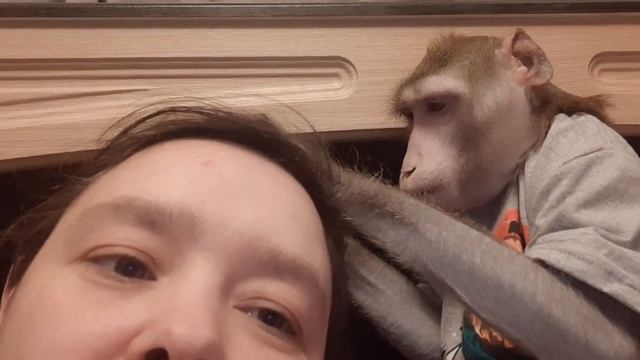 Наши будни, макака Федя и капуцин Ульяна /Our weekdays, macaque Fedya and capuchin Ulyana #monkey смотреть онлайн