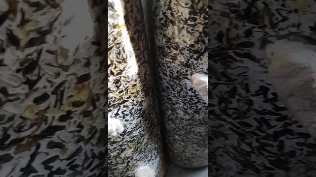 "Шишки" вместо примордий у грибов вёшенки. Примордии не разделяются на отдельные грибочки. смотреть онлайн