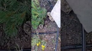 Капельный полив на клумбе.