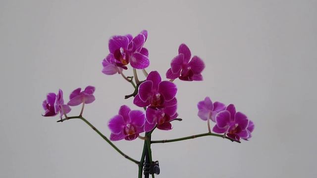 如何照料一盆历经沧桑不言败的蝴蝶兰？How to take care of a pot of phalaenopsis that has experienced vicissitudes? смотреть онлайн