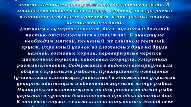 Аквариумная рыбка Боция Леконта смотреть онлайн