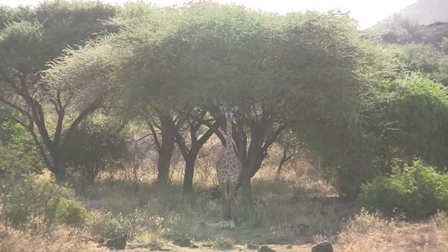 Кения\Африка\сафари\Цаво\эпизод1 \\ Kenya\Africa\Safari\Tsavo West National Park\Episode1