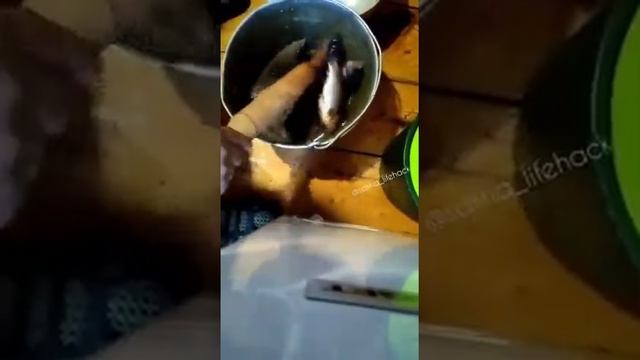 Как быстро и легко почистить замороженых карасей смотреть онлайн