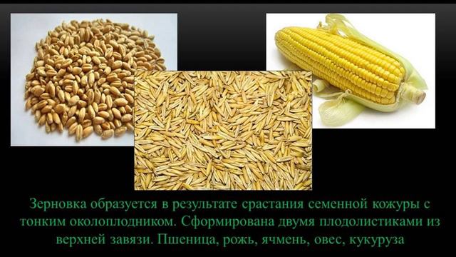 Кое что о плодах смотреть онлайн