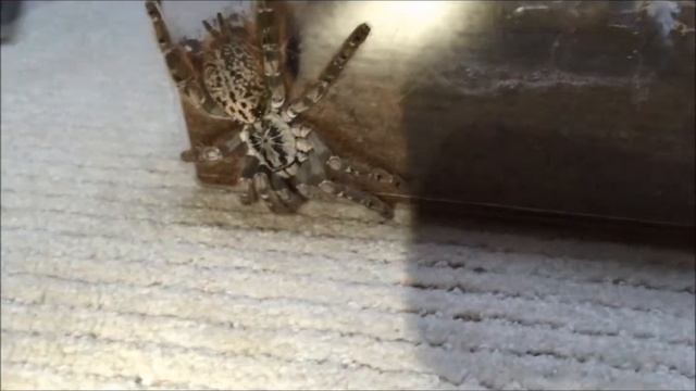 (Hmac) Heteroscodra maculata смотреть онлайн