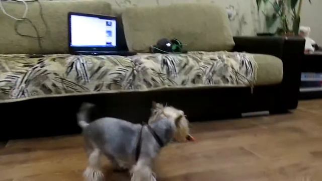 дресировка своей собаки смотреть онлайн