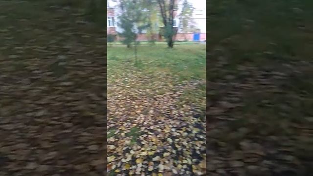осенние деревья в Сургуте смотреть онлайн