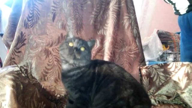 Котик шотландский страйт (черный дым) смотреть онлайн