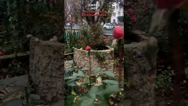 Роза Джейд в моем саду 5.11.21, Richardier, Франция, 1998. Jade rose in my garden. #shorts, смотреть онлайн