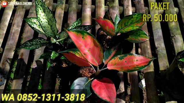 OBRAL AGLONEMA PAKET MURAH TERBARU | JUMBO-JUMBO DAN MENOR-MENOR HARGA TERJANGKAU