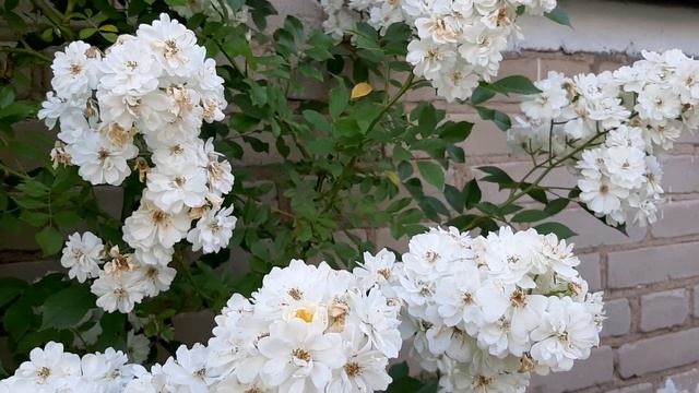 Роза Гирлянд де Амур/rose Guirlande d'Amour смотреть онлайн
