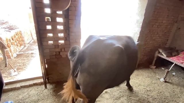 Hmari Bkri Ny Piare se Bachy De Diye? смотреть онлайн