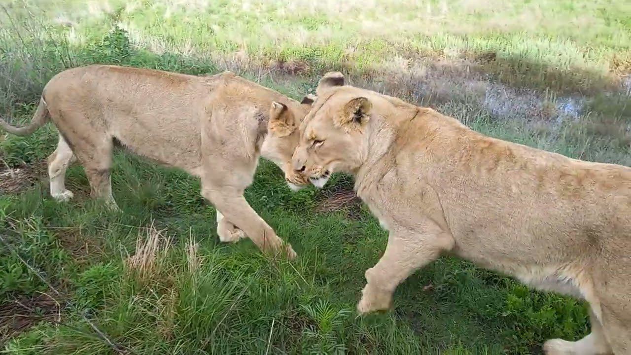 Встреча со львами 14.12.21 смотреть онлайн