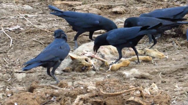Indian jungle crow ate Jungle cat dead body (Corvus culminatus, Felis chaus) смотреть онлайн
