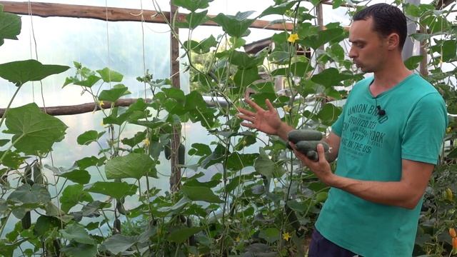 КАК БЫТЬ С ОГУРЦАМИ ВЕСЬ СЕЗОН / КАК МАКСИМАЛЬНО ДОЛГО ПРОДЛИТЬ ПЛОДОНОШЕНИЕ ОГУРЦОВ смотреть онлайн