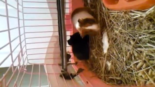 Мои лучшие друзья !!!!?!!!:-D смотреть онлайн