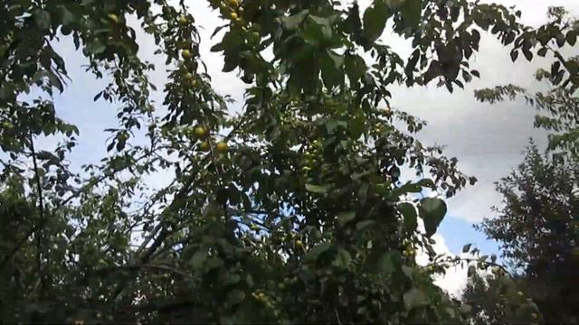 Землянка выживание! мирабель! Харьковская область! своими руками! реальные советы! коты! кошки! смотреть онлайн