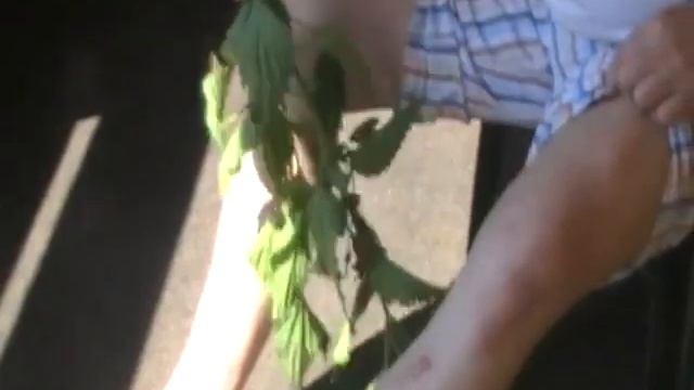 Лечение крапивой смотреть онлайн