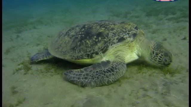 Черепахи Красного моря смотреть онлайн