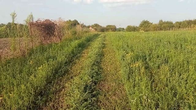 очередной покос люцерны на сено смотреть онлайн